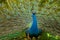 Peacock,closed up of peacock showing beautiful feathers