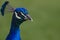 Peacock Closeup