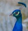 Peacock closeup