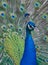 Peacock closeup