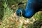 Peacock colorful blue male bird in the nature