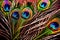 Peacock colorful feather pattern texture, abstract background showing luxury and elegance