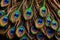 Peacock colorful feather pattern texture, abstract background showing luxury and elegance