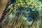 Peacock colorful feathers