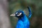 Peacock colorful head profile with crest