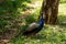 Peacock colorful male bird