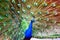 Peacock Currumbin Wildlife Sanctuary