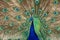 Peacock dance closeup