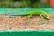 Peacock day gecko Madagascar