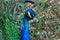 Peacock displaying brilliant plumage in blue and green hues