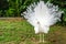 A peacock displaying its feathers