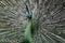 A peacock displays its beautiful feathers in a cage at the Adelaide Zoo in South Australia in Australia.