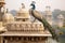 Peacock on the edge of the Taj Mahal in Agra, India, A captivating image of a majestic exotic bird in city, AI Generated