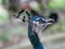 Peacock with electric blue and aqua feathers