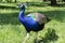 Peacock elegantly poses on sunshine