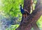 Peacock enjoying the calmness of Nature in an open forest