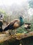 A Peacock Exhibit in Taman Safari Indonesia