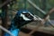 Peacock eye and beak closeup