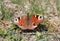 A peacock eye butterfly sits on a flower Aglais io Inachis io Nymphalidae