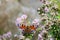 Peacock eye butterfly sucks nectar on thyme, sunny day