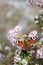 Peacock eye butterfly sucks nectar on thyme, sunny day