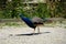 Peacock on farm, walking on ground