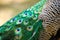 peacock feather closeup