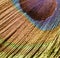 Peacock feather detail