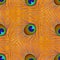 Peacock feather. Grunge texture. Seamless pattern. Pattern, orange background