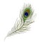 Peacock Feather isolated