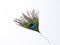 Peacock feather isolated images with white background.