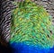 Peacock feather texture