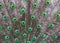 Peacock feathers close-up with eyes