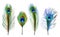 Peacock feathers. Exotic tropical birds beautiful colored feathers decent vector realistic collection