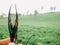 peacock feathers found while in the forest of Mount Argopuro.