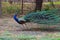 Peacock with feathers out in the park