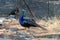 Peacock in Filerimos Acropolis Rhodes island, Greece.