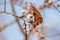 Peacock flies to the flowers of a plum tree and drinks the nectar