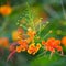 Peacock Flower`s orange flowers booming