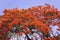 Peacock flowers