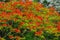 Peacock flowers on tree