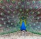 Peacock with flowing tail