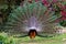 Peacock with flowing tail