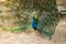 Peacock with flowing tail