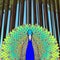 Peacock with flowing tail on the background of trees and forests, colorful cartoon drawing, stylized picture. Beautiful blue green