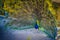 Peacock with flowing tail in zoo