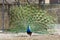 Peacock with flowing tail in zoo