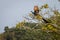 Peacock Flying out of Tree