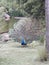 Peacock full open feathers from front at Buenos Aires Argentina zoo park