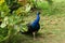 Peacock in the garden